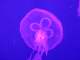 One of the jellyfish tanks had black lights, under which they fluoresced